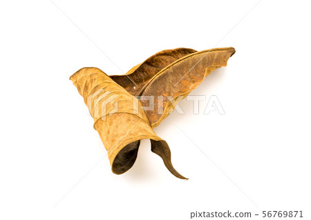 Texture of dirty dry leaf Texture of dirty dry leaf 56769871
