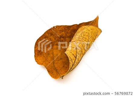Dirty dry leaf on white background Dirty dry leaf on white background 56769872
