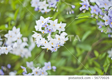 Blue summer flowers. Blossoms and green leaves. 56770026