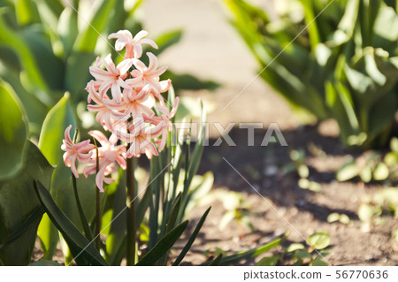Light pink hyacinth flower in a garden. Light pink hyacinth flower in a garden. 56770636