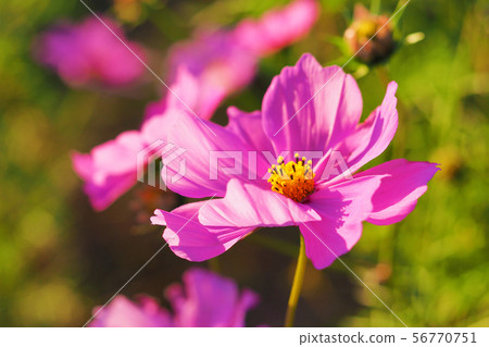 Autumn (Cosmos) 56770751