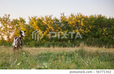 Black white spotted goat on green summer meadow. Black white spotted goat on green summer meadow. 56771302