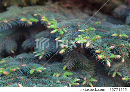 Pine tree texture 56771555