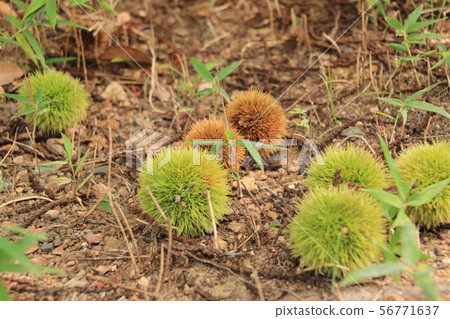 Chestnut fruit Chestnut fruit 56771637