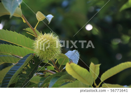 Chestnut Tree Chestnut Tree 56771641