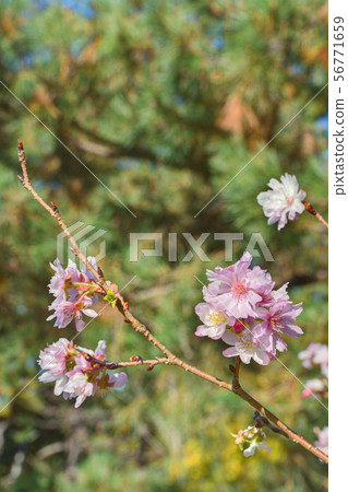 Unchanging cherry blossoms in Kyoto Gyoen Unchanging cherry blossoms in Kyoto Gyoen 56771659