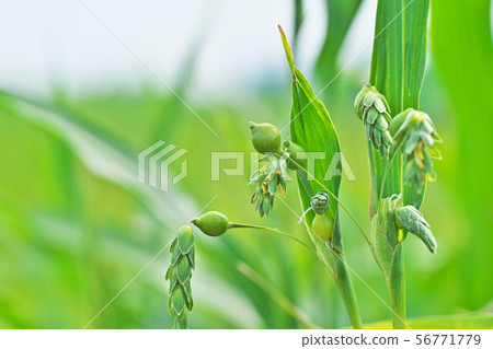 Juzudama flowers Juzudama flowers 56771779