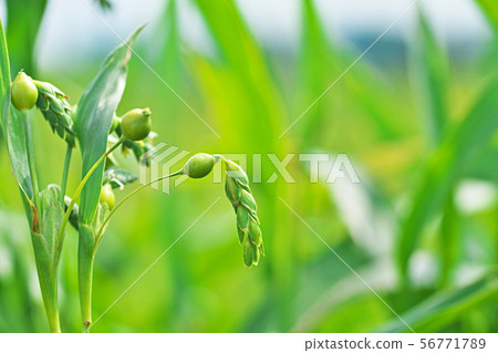 Juzudama花 Juzudama花 56771789