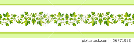 Hop plant hand drawn pattern seamless border isolated Hop plant hand drawn pattern seamless border isolated 56771958