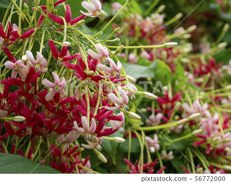 Close up of Chinese honey Suckle flower. Close up of Chinese honey Suckle flower. 56772000