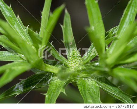 Close up Culantro flower with blur green leaves. 56772017