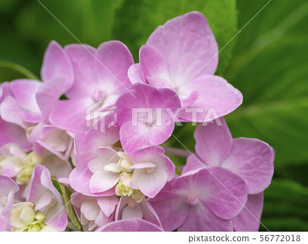 Macro image, Close up pink Hydrangea flower. 56772018