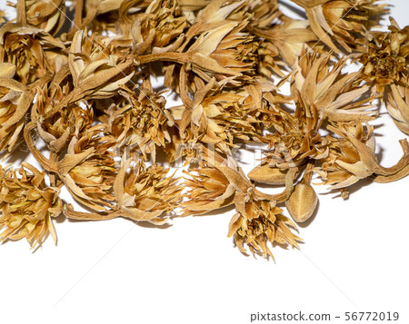 Dry Bullet wood flower on white background. 56772019