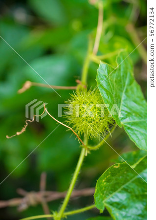 bud of passionflower (Passiflora foetida L.) bud of passionflower (Passiflora foetida L.) 56772134