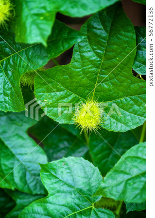 bud of passionflower (Passiflora foetida L.) bud of passionflower (Passiflora foetida L.) 56772136