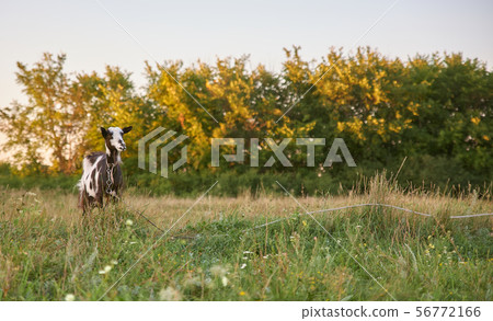 Black white spotted goat on green summer meadow. Black white spotted goat on green summer meadow. 56772166