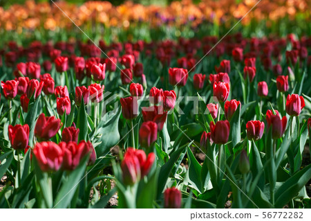 Tulip festival illuminated by sunshine in park Tulip festival illuminated by sunshine in park 56772282