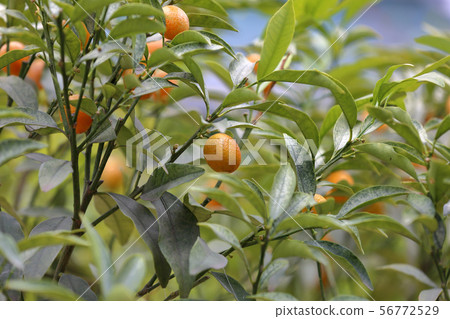 Green kumquat tree with juicy fruit Green kumquat tree with juicy fruit 56772529