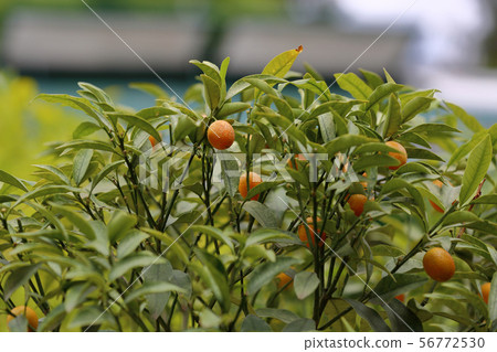 Green kumquat tree with juicy fruit Green kumquat tree with juicy fruit 56772530