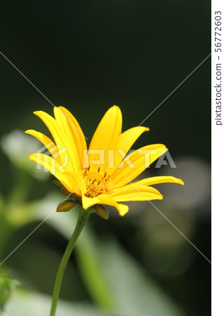 耶路撒冷朝鮮薊 56772603