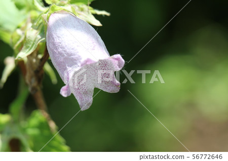 Firefly brush 56772646