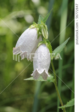 Firefly brush 56772647