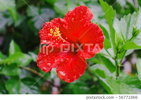 夏天的花朵(芙蓉) 夏天的花朵(芙蓉) 56772866
