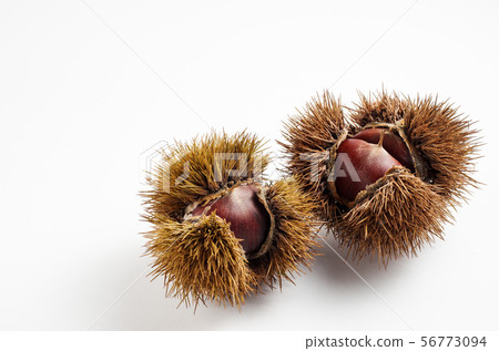 Chestnut  56773094