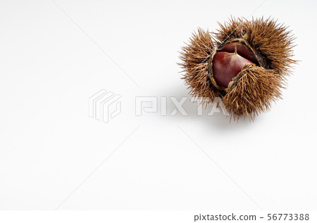 Chestnut Chestnut 56773388