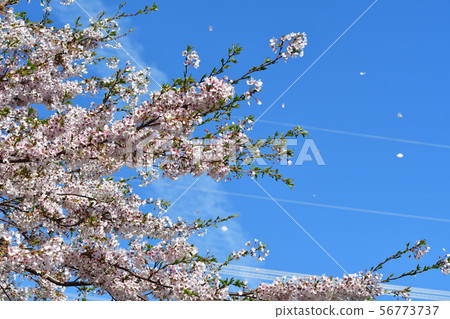 Kajigawa Oji Memorial Park cherry trees (Niigata Prefecture) Kajigawa Oji Memorial Park cherry trees (Niigata Prefecture) 56773737