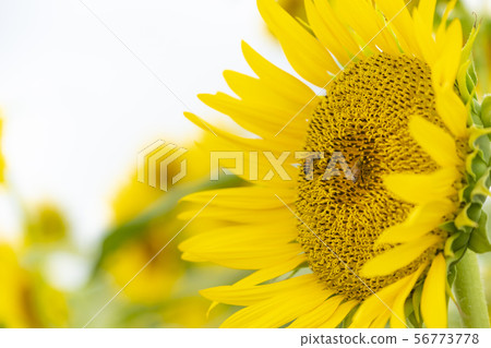 sunflower sunflower 56773778