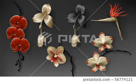 Tropical black, red and gold orchid flower on dark Tropical black, red and gold orchid flower on dark 56774121