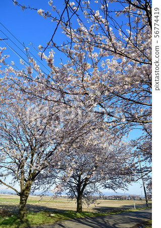 Sugori moat cherry blossom trees (Niigata Prefecture) Sugori moat cherry blossom trees (Niigata Prefecture) 56774419