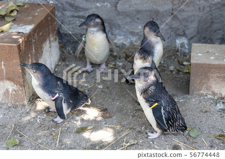 Fairy Penguin 56774448