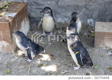 Fairy Penguin 56774449