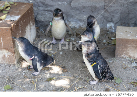 Fairy Penguin 56774450