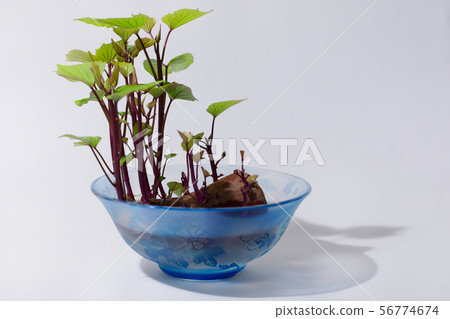 盆景的紅薯與葉子 盆景的紅薯與葉子 56774674
