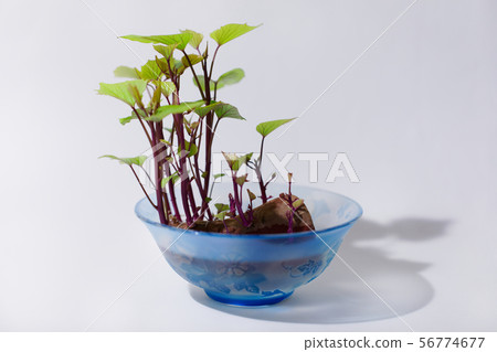 盆景的紅薯與葉子 56774677
