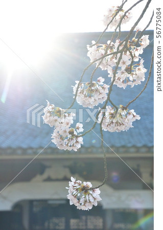 Daiei-ji櫻花樹（新潟縣） 56775084