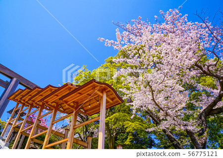 神社裝飾和櫻花 神社裝飾和櫻花 56775121