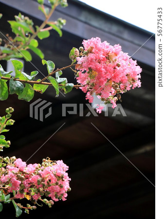 Crape myrtle 56775433