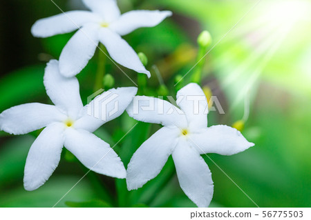 Closeup jasmine flower in the garden Closeup jasmine flower in the garden 56775503