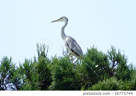 Gray heron on the tree Gray heron on the tree 56775744