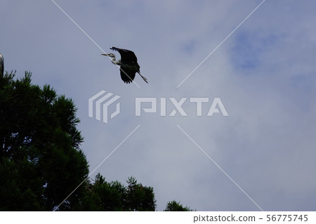 Heron flying in the sky Heron flying in the sky 56775745