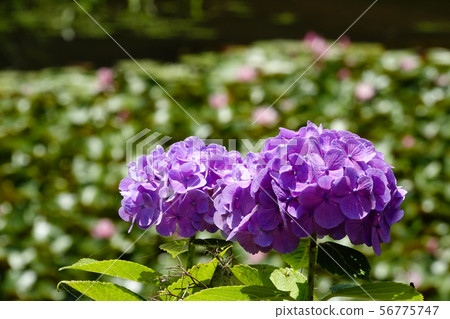 Pink hydrangea Pink hydrangea 56775747