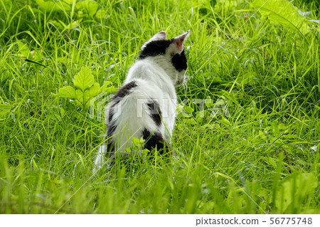 Retro facing cat Retro facing cat 56775748
