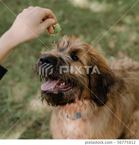 Puppy briard and his owner on the meadow Puppy briard and his owner on the meadow 56775812