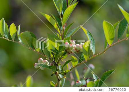藍莓年輕果子 藍莓年輕果子 56776030