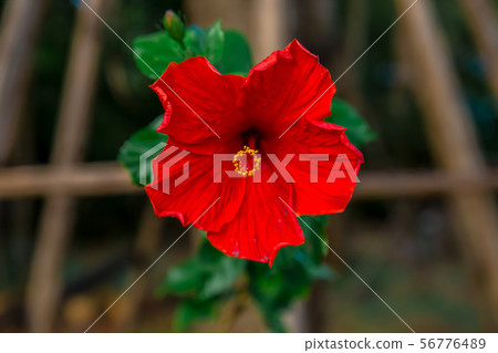 Flower, Plant, Single Flower, Africa, Asia Flower, Plant, Single Flower, Africa, Asia 56776489