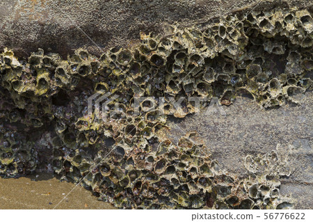 Lots of marine shells fixed to the surface on the Lots of marine shells fixed to the surface on the 56776622